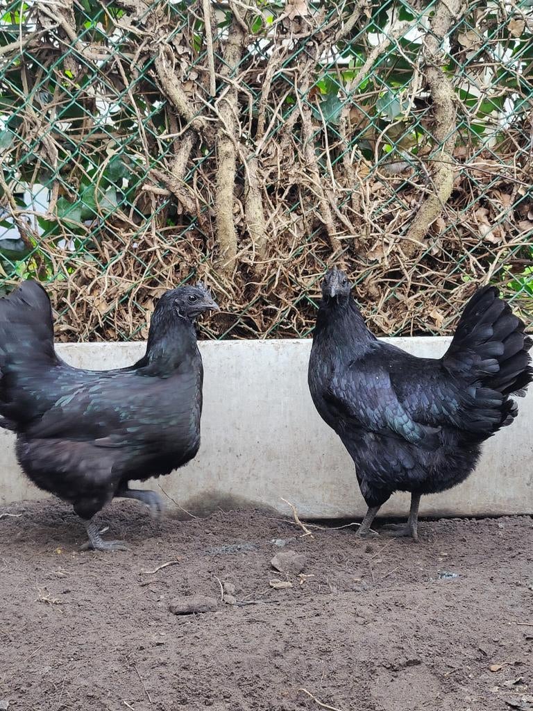 Broedeieren ayam cemani, Dieren en Toebehoren, Pluimvee