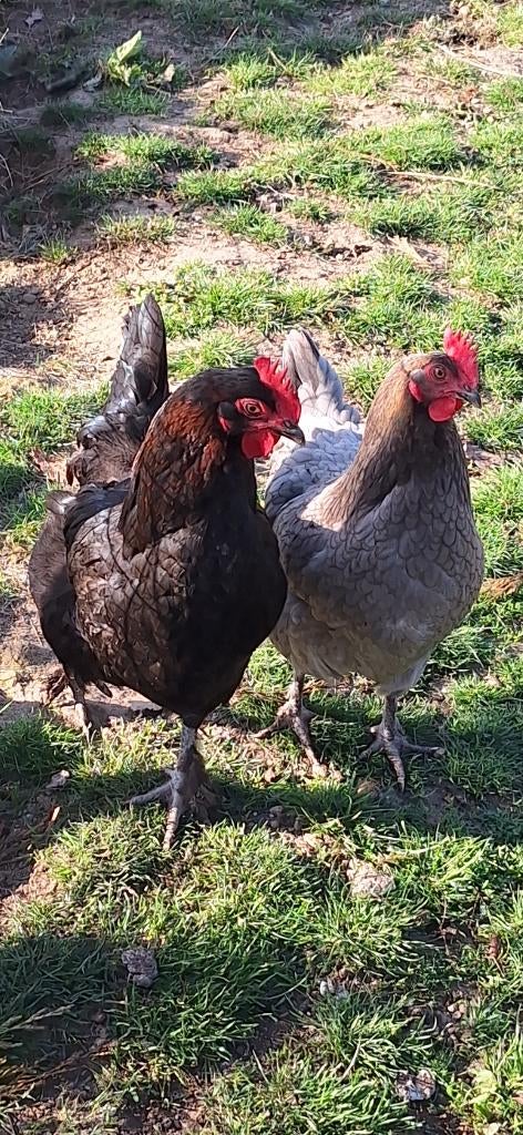 Marans koperhals hennen aan de leg
