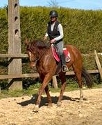 Lieve 10j merrie, Merrie