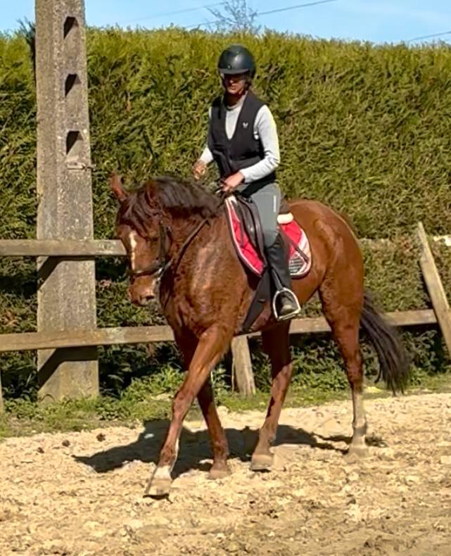 Lieve 10j merrie, Animaux & Accessoires, Chevaux, Jument