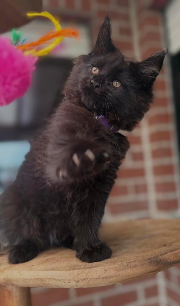 Zwarte Maine Coon katertje  beschikbaar ✅, Dieren en Toebehoren, Katten en Kittens | Raskatten | Langhaar, Kater, 0 tot 2 jaar