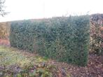 Taxus baccata haagplant 2m hoog, Jardin & Terrasse, Plantes | Jardin, Enlèvement