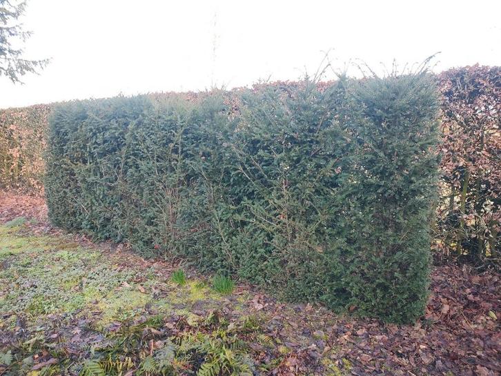 Taxus baccata haagplant 2m hoog, Jardin & Terrasse, Plantes | Jardin, Enlèvement