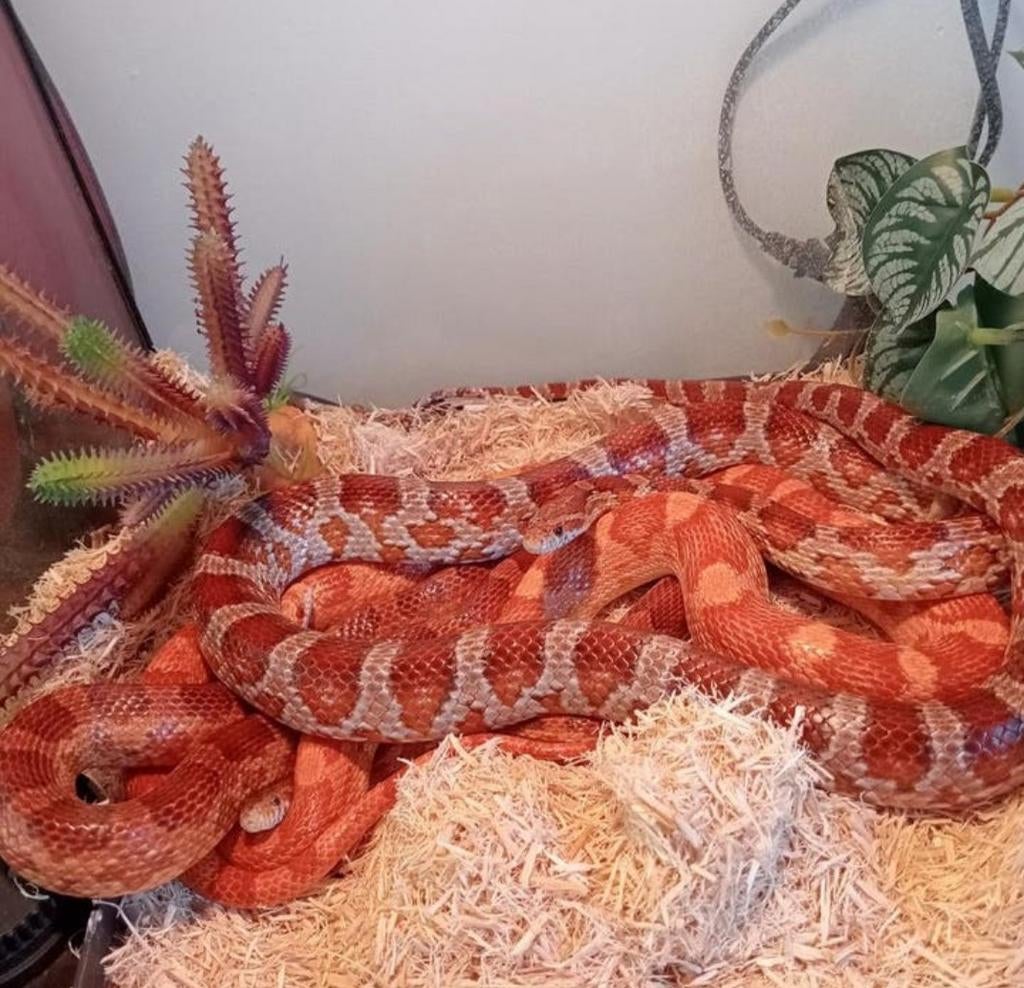 3 korenslangen, Dieren en Toebehoren, Slang, Tam, 0 tot 2 jaar