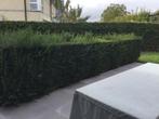 Gratis taxus haag en kegels, Ophalen, Overige soorten