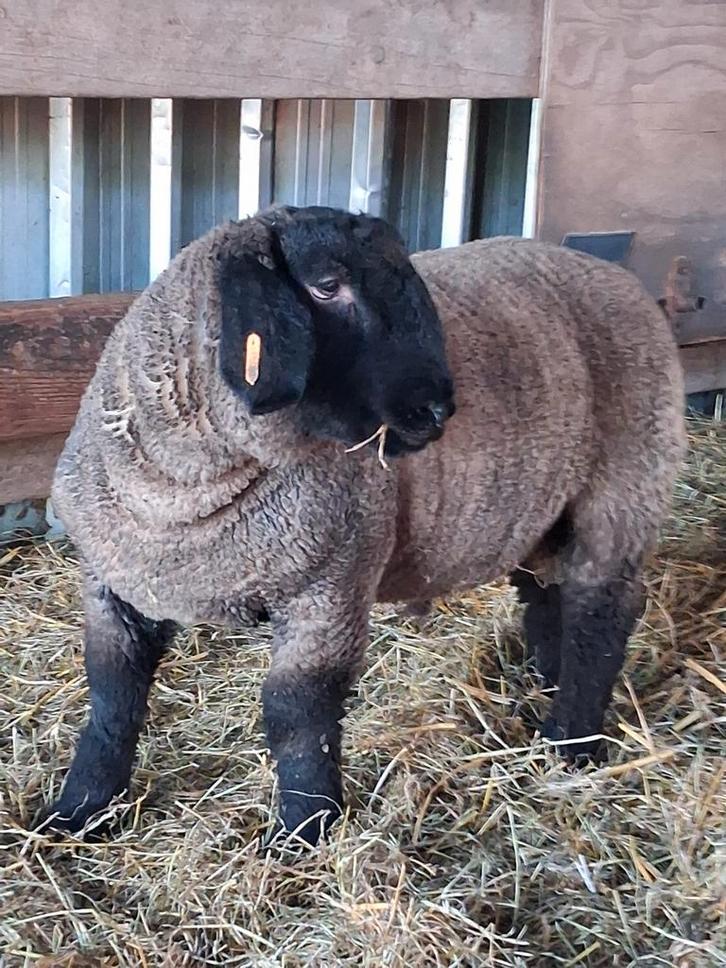 Suffolk Ramlam, Animaux & Accessoires, Moutons, Chèvres & Cochons