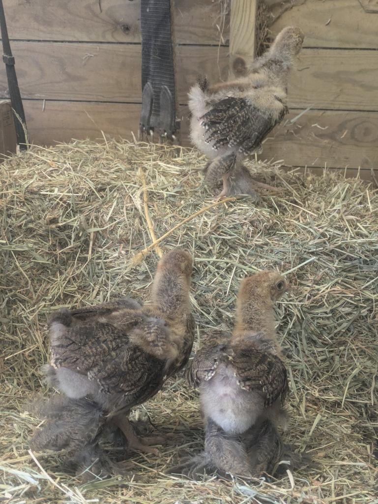 Brahma goudpatrijs, Dieren en Toebehoren, Pluimvee
