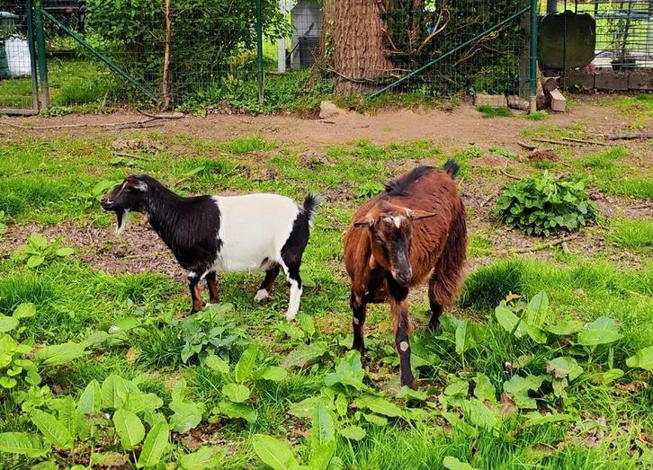 Dwerggeitje (Mieke) + gewone geit (bok), Dieren en Toebehoren, Schapen, Geiten en Varkens, Geit, Meerdere dieren
