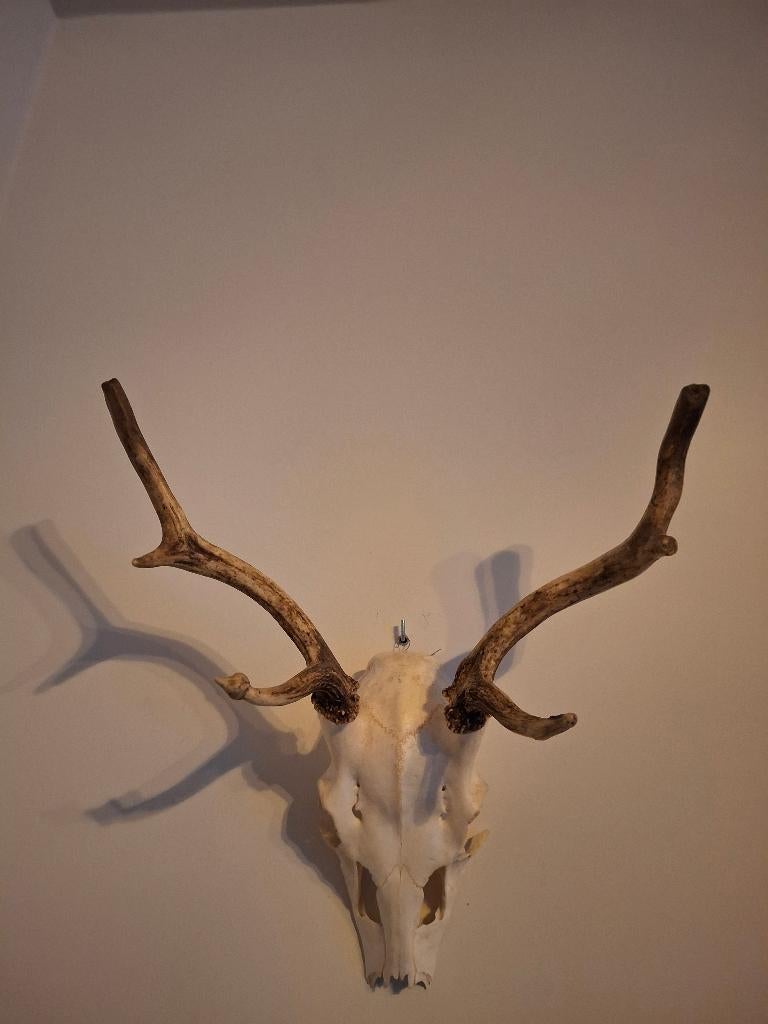 Klein damhertgewei, Ophalen, Nieuw, Hert, Gewei of Kop