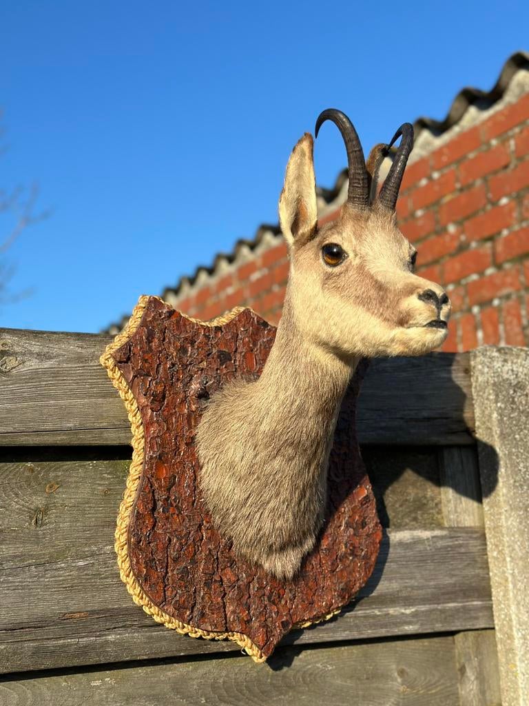 Taxidermie gemsbok, Enlèvement