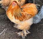 Brahma Buff Columbia haan, Mannelijk, Kip