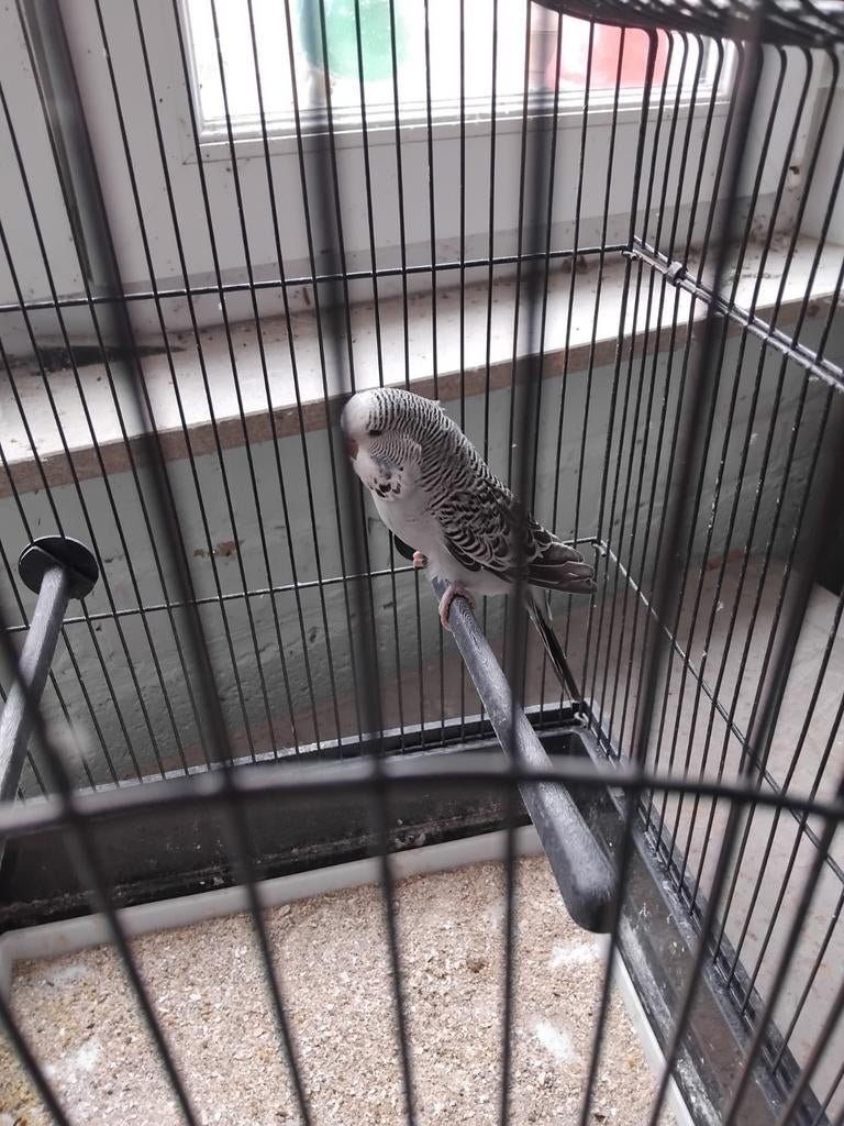 Engels grasparkiet, Dieren en Toebehoren, Vrouwelijk, Parkiet