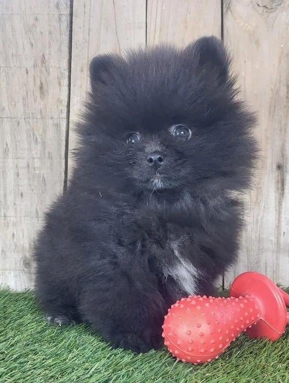 Pomeriaan pup / dwergkees pup / pomeranian pup / pom pup, Dieren en Toebehoren, Parvo, België, Keeshond, 8 tot 15 weken