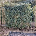 Laurier portugais, Enlèvement, Laurier