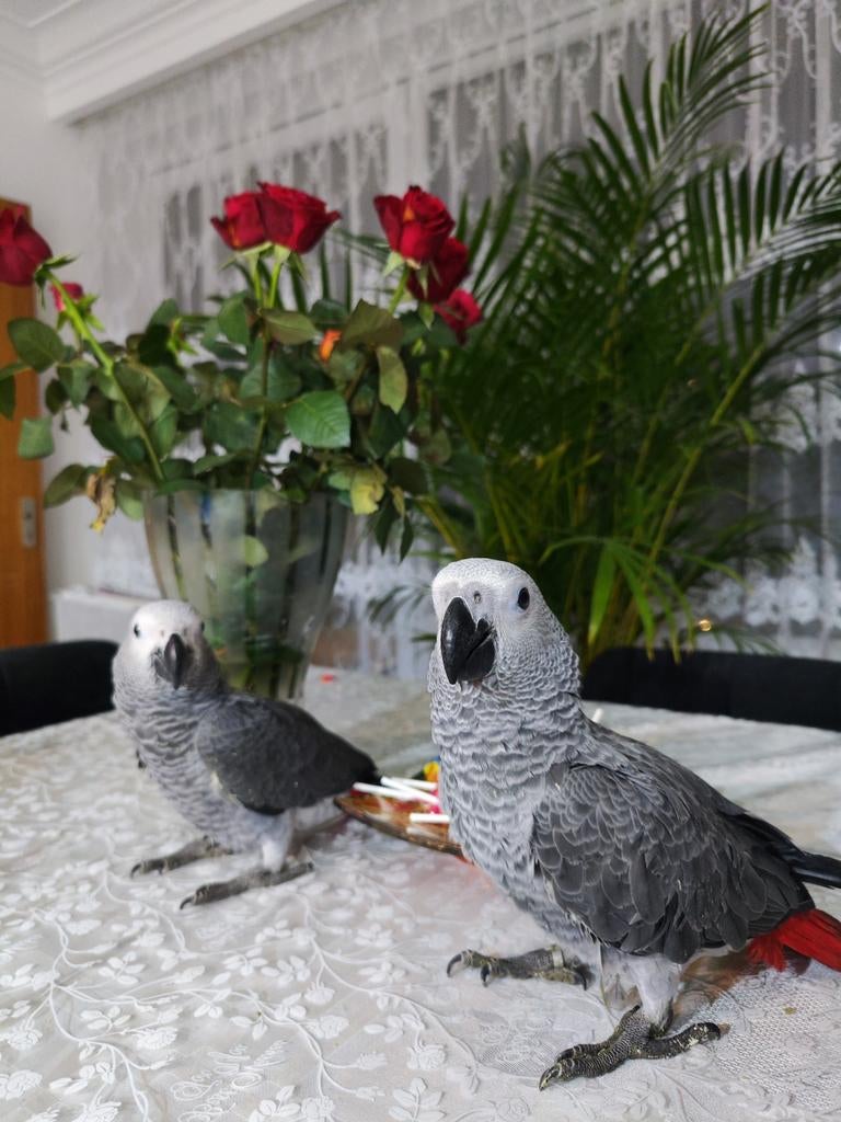 Gris de Gabon, Animaux & Accessoires, Oiseaux | Perruches & Perroquets