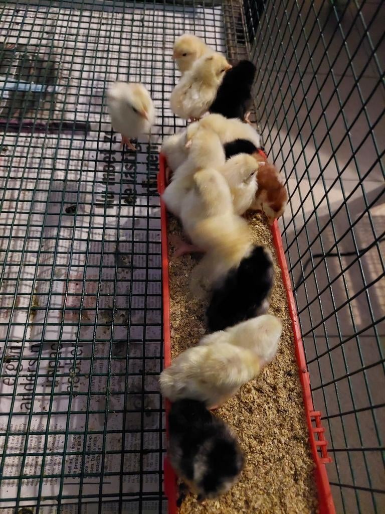 Serama kuikens te koop, Dieren en Toebehoren, Pluimvee