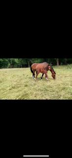 Fokmerrie / draagmerrie te koop, Dieren en Toebehoren, Merrie