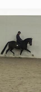 Merrie 6j, Dieren en Toebehoren, Paarden, Hengst