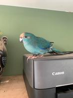 Kakariki koppel, Plusieurs animaux, Domestique