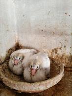 2 mooie witte rijsduiven Vitesse en halve fond 30euro het st