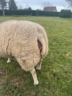 Schaap, Dieren en Toebehoren, Schapen, Geiten en Varkens, Schaap