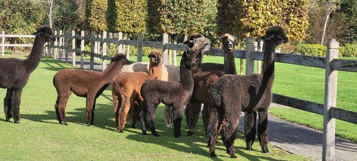 Drachtige, jonge alpaca merries te koop (appaloosa genetica), Dieren en Toebehoren, Paarden en Pony's | Dekhengsten en Fokmerries