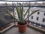 Grote agave cactus met pot, Jardin & Terrasse, Enlèvement