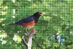 Zwartborstlijsters, Dieren en Toebehoren, Meerdere dieren, Tropenvogel, Geringd