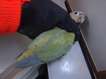 Mannelijke Pyrrhura Molinae Opaline Mint Violet beschikbaar voor biedingen