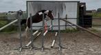 Prachtig pony jaarling, Merrie, Gechipt, Springpony, 0 tot 2 jaar