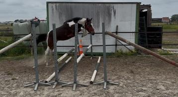 Prachtig pony jaarling, Dieren en Toebehoren, Merrie, Gechipt, Springpony, 0 tot 2 jaar
