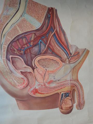 Vintage linnen schoolkaart schoolplaat mannelijk bekken.  beschikbaar voor biedingen