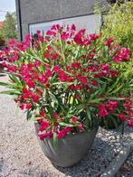 Nerium Oleander rood, Ophalen