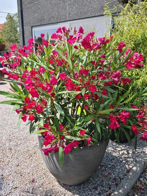 Nerium Oleander rood, Tuin en Terras, Planten | Tuinplanten, Ophalen