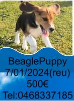 Beagle, Animaux & Accessoires, Chiens | Beagles, Bassets & Chiens courants, Particulier, Un chien, Belgique, 8 à 15 semaines