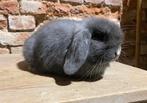 Minilop voedstertje, Dieren en Toebehoren, Konijnen, Vrouwelijk, Dwerg, Hangoor, 0 tot 2 jaar