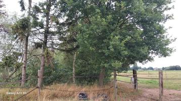 gratis eikenboom beschikbaar voor biedingen