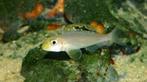Xenotilapia Papilio Isanga F1, Dieren en Toebehoren, Vissen | Aquariumvissen, Vis, Zoetwatervis