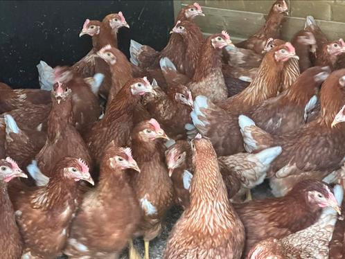 Bruine leghennen, legkippen, Dieren en Toebehoren, Pluimvee