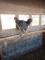 Jonge haan Mechelse koekoek, Dieren en Toebehoren, Mannelijk, Kip