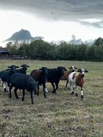 Mooie kameroen rammen, Dieren en Toebehoren, Schapen, Geiten en Varkens, Mannelijk, Schaap, 0 tot 2 jaar