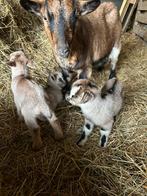 3 mooie bokjes te koop, Dieren en Toebehoren, Schapen, Geiten en Varkens