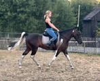 Braaf en betrouwbare 9 jarige Kinder d pony 🏆, Dieren en Toebehoren, Gechipt, Minder dan 160 cm, B, Ruin