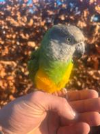 Gezocht: bonte boer man, Dieren en Toebehoren