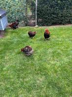 4 jonge kuikens (Araucana) van ongeveer 3 maanden oud, Dieren en Toebehoren, Pluimvee, Vrouwelijk, Kip