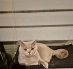 Britse korthaar lilac poes, Dieren en Toebehoren, Katten en Kittens | Raskatten | Korthaar, Poes, Gechipt, 0 tot 2 jaar
