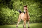 Arabisch volbloed paarden, Meerdere dieren, Gechipt, Niet van toepassing