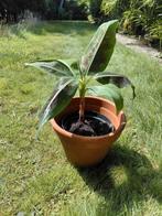 Bananeplant bananeboom  spotprijs dwarf cavendisch, Ophalen