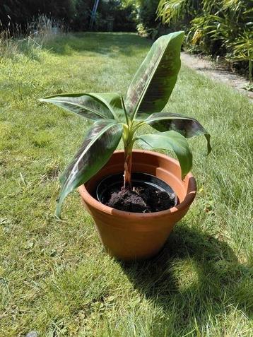 Bananeplant bananeboom  spotprijs dwarf cavendisch beschikbaar voor biedingen