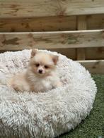 Schattige dwergkeeshond pups, Dieren en Toebehoren, België, Keeshond, CDV (hondenziekte), 8 tot 15 weken